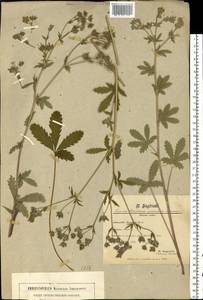 Potentilla recta subsp. obscura (Willd.) Arcang., Eastern Europe, South Ukrainian region (E12) (Ukraine)