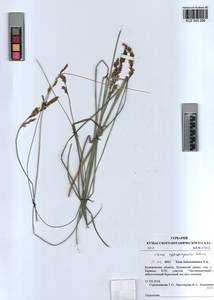 KUZ 003 296, Carex appropinquata Schumach., Siberia, Altai & Sayany Mountains (S2) (Russia)