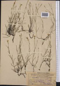 Dianthus ramosissimus Pall. ex Poir., Middle Asia, Caspian Ustyurt & Northern Aralia (M8) (Kazakhstan)