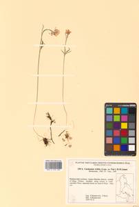 Cardamine trifida (Lam. ex Poir.) B. M. G. Jones, Siberia, Russian Far East (S6) (Russia)