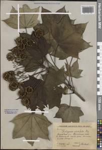 Kalopanax septemlobus (Thunb.) Koidz., Siberia, Russian Far East (S6) (Russia)