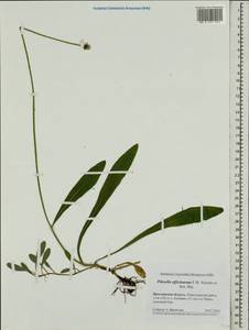 Pilosella officinarum Vaill., Eastern Europe, Central forest region (E5) (Russia)