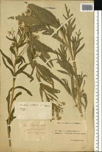 Armoracia rusticana P. Gaertn., B. Mey. & Scherb., Eastern Europe, Rostov Oblast (E12a) (Russia)