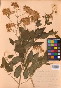 Clematis recta L., Eastern Europe, Central forest-and-steppe region (E6) (Russia)