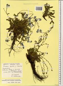 Myosotis schistosa A. P. Khokhr., Caucasus, Dagestan (K2) (Russia)