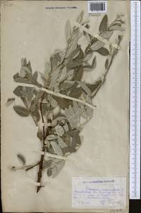 Elaeagnus angustifolia L., Middle Asia, Northern & Central Kazakhstan (M10) (Kazakhstan)