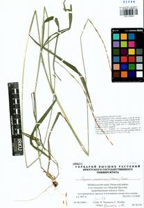 Elymus pendulinus (Nevski) Tzvelev, Siberia, Baikal & Transbaikal region (S4) (Russia)