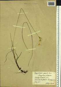 Eriophorum gracile W.D.J.Koch, Siberia, Russian Far East (S6) (Russia)