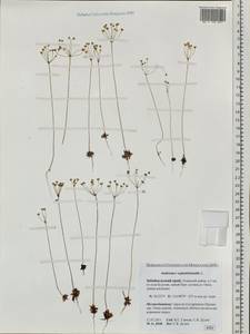 Androsace septentrionalis L., Siberia, Baikal & Transbaikal region (S4) (Russia)