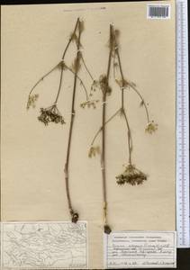 Elwendia setacea (Schrenk) Pimenov & Kljuykov, Middle Asia, Western Tian Shan & Karatau (M3) (Kyrgyzstan)