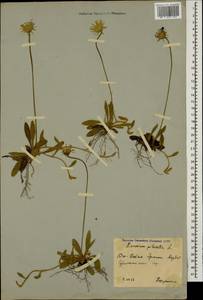Pilosella officinarum Vaill., Caucasus, South Ossetia (K4b) (South Ossetia)