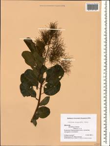 Cotinus coggygria Scop., Caucasus, Dagestan (K2) (Russia)