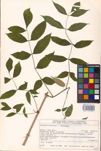 Fraxinus excelsior L., Eastern Europe, North-Western region (E2) (Russia)