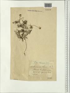 Matricaria chamomilla L., Siberia, Baikal & Transbaikal region (S4) (Russia)