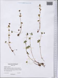 Saxifraga rivularis, America (AMER) (United States)