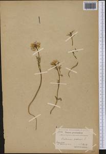 Cardamine pratensis L., America (AMER) (Greenland)