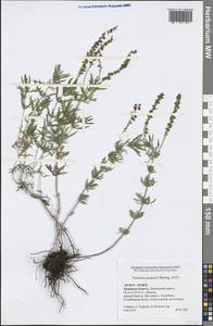 Veronica austriaca subsp. jacquinii (Baumg.) Watzl, Eastern Europe, Central forest-and-steppe region (E6) (Russia)