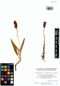 Gymnadenia conopsea (L.) R.Br., Siberia, Yakutia (S5) (Russia)