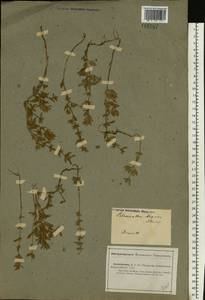 Clinopodium acinos (L.) Kuntze, Eastern Europe, Lower Volga region (E9) (Russia)