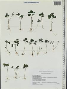Adoxa moschatellina L., Eastern Europe, Central forest region (E5) (Russia)