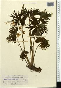 Anemonastrum narcissiflorum subsp. fasciculatum (L.) Raus, Caucasus, Stavropol Krai, Karachay-Cherkessia & Kabardino-Balkaria (K1b) (Russia)