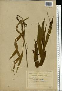 Ranunculus lingua L., Eastern Europe, Central region (E4) (Russia)