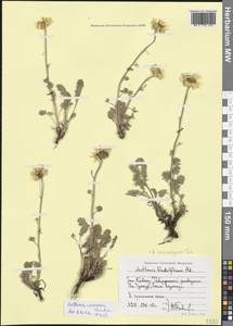 Archanthemis marschalliana subsp. pectinata (Boiss.) Lo Presti & Oberpr., Caucasus, Stavropol Krai, Karachay-Cherkessia & Kabardino-Balkaria (K1b) (Russia)