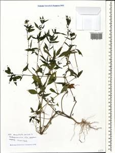 Mercurialis annua L., Caucasus, Black Sea Shore (from Novorossiysk to Adler) (K3) (Russia)