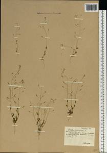 Draba nemorosa L., Eastern Europe, South Ukrainian region (E12) (Ukraine)