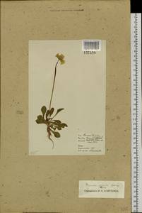 Primula serrata Georgi, Siberia, Baikal & Transbaikal region (S4) (Russia)