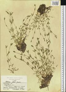 Stellaria alsine Grimm, Eastern Europe, Moscow region (E4a) (Russia)