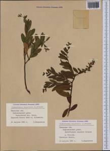 Chamaedaphne calyculata (L.) Moench, Siberia, Western Siberia (S1) (Russia)