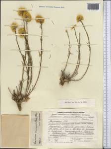 Limonium chrysocomum subsp. semenovii (Herder) Kamelin, Middle Asia, Northern & Central Tian Shan (M4) (Kazakhstan)