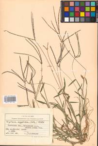 Digitaria sanguinalis (L.) Scop., Eastern Europe, Central forest-and-steppe region (E6) (Russia)