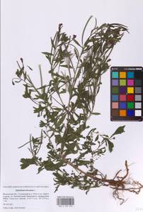Epilobium hirsutum L., Eastern Europe, Moscow region (E4a) (Russia)