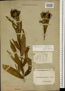 Centaurea polyphylla Ledeb. ex Nordm., Caucasus, Black Sea Shore (from Novorossiysk to Adler) (K3) (Russia)
