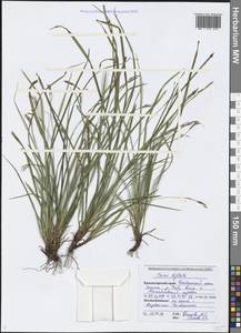 Carex digitata L., Caucasus, Black Sea Shore (from Novorossiysk to Adler) (K3) (Russia)