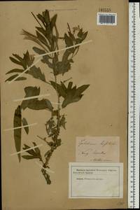 Epilobium hirsutum L., Eastern Europe, North Ukrainian region (E11) (Ukraine)