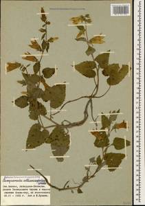 Campanula alliariifolia Willd., Caucasus, Stavropol Krai, Karachay-Cherkessia & Kabardino-Balkaria (K1b) (Russia)