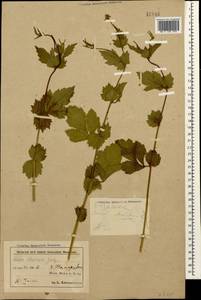 Geum aleppicum Jacq., Caucasus, Azerbaijan (K6) (Azerbaijan)