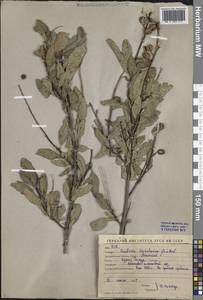 Exochorda racemosa subsp. racemosa, Middle Asia, Western Tian Shan & Karatau (M3) (Kyrgyzstan)