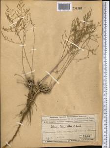 Artemisia terrae-albae Krasch., Middle Asia, Muyunkumy, Balkhash & Betpak-Dala (M9) (Kazakhstan)