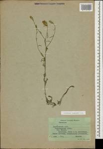 Centaurea arenaria M. Bieb. ex Willd., Caucasus, Dagestan (K2) (Russia)