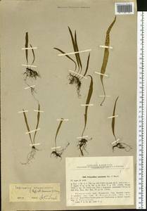 Lepisorus ussuriensis (Regel & Mack.) Ching, Siberia, Russian Far East (S6) (Russia)