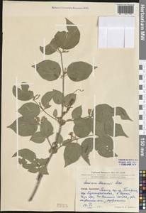 Lonicera maackii (Rupr.) Maxim., South Asia, South Asia (Asia outside ex-Soviet states and Mongolia) (ASIA) (China)