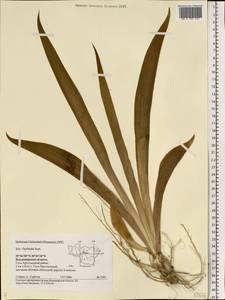 Iris hybrida, Eastern Europe, Central region (E4) (Russia)