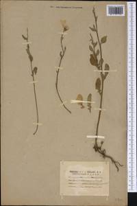 Clarkia amoena (Lehm.) A. Nelson & J. F. Macbr., America (AMER) (United States)