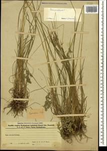 Poa pratensis L., Caucasus, Azerbaijan (K6) (Azerbaijan)