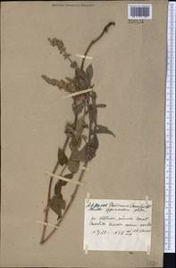 Salvia, Middle Asia, Muyunkumy, Balkhash & Betpak-Dala (M9) (Kazakhstan)