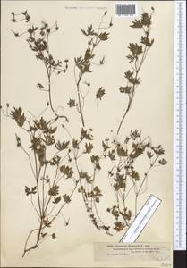 Geranium schrenkianum Trautv. in A.K. Becker, Middle Asia, Dzungarian Alatau & Tarbagatai (M5) (Kazakhstan)